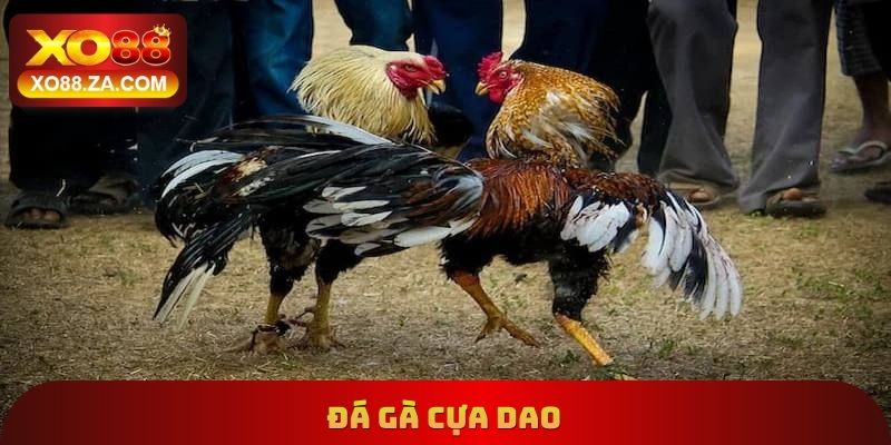Đá Gà Cựa Dao
