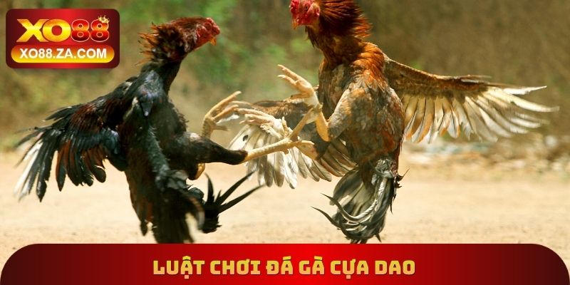 Luật chơi đá gà cựa dao